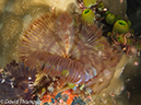%_tempFileName2012-07-02_4_Pantar_Island_beang_Abang_Bay%20(47)%