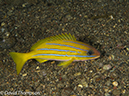 %_tempFileName2012-07-02_4_Pantar_Island_beang_Abang_Bay%20(7)%