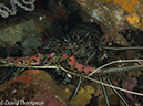 %_tempFileName2012-07-03_1_Pura_Island_Clown_Fish_Valley%20(11)%