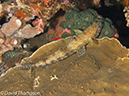 %_tempFileName2012-07-03_1_Pura_Island_Clown_Fish_Valley%20(14)%