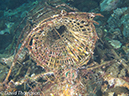 %_tempFileName2012-07-03_1_Pura_Island_Clown_Fish_Valley%20(60)%