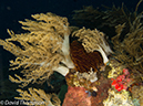 %_tempFileName2012-07-03_1_Pura_Island_Clown_Fish_Valley%20(76)%