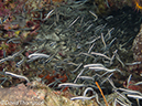 %_tempFileName2012-07-03_3_Buaya_Island_Crocodile_Rock%20(15)%