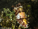 %_tempFileName2012-07-03_4_Alor_Island_Kalabahi_Bay_Musky_Mosque%20(4)%