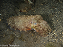 %_tempFileName2012-07-03_4_Alor_Island_Kalabahi_Bay_Musky_Mosque%20(46)%