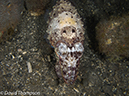 %_tempFileName2012-07-03_4_Alor_Island_Kalabahi_Bay_Musky_Mosque%20(49)%