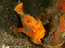 %_tempFileName2012-07-03_4_Alor_Island_Kalabahi_Bay_Musky_Mosque%20(66)%