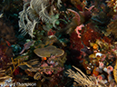 %_tempFileName2012-07-04_2_Treweg_Island_East_of_Trewag%20(20)%