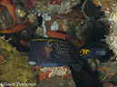 %_tempFileName2012-07-04_2_Treweg_Island_East_of_Trewag%20(49)%
