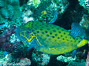 %_tempFileName2012-07-04_2_Treweg_Island_East_of_Trewag%20(51)%