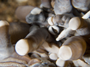 %_tempFileName2012-07-04_3_Alor_Island_Kalabahi_Bay_Mini_Wall%20(21)%