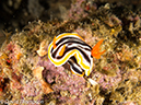 %_tempFileName2012-07-04_3_Alor_Island_Kalabahi_Bay_Mini_Wall%20(37)%