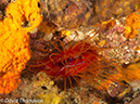 %_tempFileName2012-07-04_3_Alor_Island_Kalabahi_Bay_Mini_Wall%20(50)%