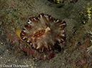 %_tempFileName2012-07-04_4_Alor_Island_Kalabahi_Bay_Mucky_Mosque%20(11)%