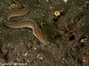 %_tempFileName2012-07-04_4_Alor_Island_Kalabahi_Bay_Mucky_Mosque%20(30)%
