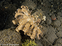 %_tempFileName2012-07-04_4_Alor_Island_Kalabahi_Bay_Mucky_Mosque%20(4)%