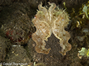 %_tempFileName2012-07-04_4_Alor_Island_Kalabahi_Bay_Mucky_Mosque%20(56)%