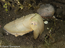 %_tempFileName2012-07-04_4_Alor_Island_Kalabahi_Bay_Mucky_Mosque%20(59)%