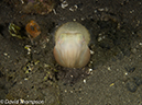 %_tempFileName2012-07-04_4_Alor_Island_Kalabahi_Bay_Mucky_Mosque%20(63)%