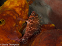 %_tempFileName2012-07-05_1_Pura_Island_Clown_Fish_Valley%20(11)%