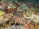 %_tempFileName2012-07-05_1_Pura_Island_Clown_Fish_Valley%20(29)%
