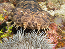 %_tempFileName2012-07-05_1_Pura_Island_Clown_Fish_Valley%20(32)%