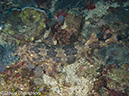 %_tempFileName2012-07-05_1_Pura_Island_Clown_Fish_Valley%20(34)%