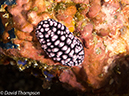%_tempFileName2012-07-05_1_Pura_Island_Clown_Fish_Valley%20(48)%