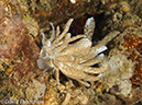 %_tempFileName2012-07-05_3_Alor_Island_Kalabahi_Bay_Mini_Wall%20(55)%