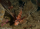 %_tempFileName2012-07-05_3_Alor_Island_Kalabahi_Bay_Mini_Wall%20(59)%