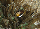 %_tempFileName2012-07-05_3_Alor_Island_Kalabahi_Bay_Mini_Wall%20(67)%