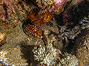 %_tempFileName2012-07-05_3_Alor_Island_Kalabahi_Bay_Mini_Wall%20(70)%