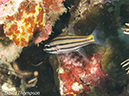 %_tempFileName2012-07-05_3_Alor_Island_Kalabahi_Bay_Mini_Wall%20(73)%