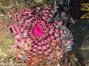 %_tempFileName2012-07-05_3_Alor_Island_Kalabahi_Bay_Mini_Wall%20(76)%