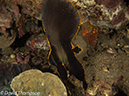 %_tempFileName2012-07-05_4_Alor_Island_Kalabahi_Bay_Mini_Wall%20(19)%