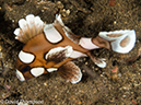 %_tempFileName2012-07-05_4_Alor_Island_Kalabahi_Bay_Mini_Wall%20(25)%