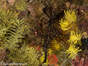 %_tempFileName2012-07-05_4_Alor_Island_Kalabahi_Bay_Mini_Wall%20(29)%