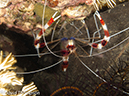 %_tempFileName2012-07-05_4_Alor_Island_Kalabahi_Bay_Mini_Wall%20(41)%