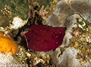 %_tempFileName2012-07-05_4_Alor_Island_Kalabahi_Bay_Mini_Wall%20(44)%