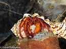 %_tempFileName2012-07-05_4_Alor_Island_Kalabahi_Bay_Mini_Wall%20(45)%