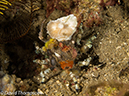 %_tempFileName2012-07-05_4_Alor_Island_Kalabahi_Bay_Mini_Wall%20(48)%