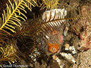 %_tempFileName2012-07-05_4_Alor_Island_Kalabahi_Bay_Mini_Wall%20(49)%