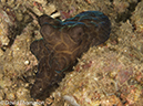 %_tempFileName2012-07-05_4_Alor_Island_Kalabahi_Bay_Mini_Wall%20(55)-Edit%
