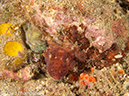 %_tempFileName2012-07-05_4_Alor_Island_Kalabahi_Bay_Mini_Wall%20(60)%