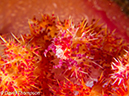 %_tempFileName2012-07-06_1_Pura_Island_Board_Room%20(15)%