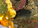 %_tempFileName2012-07-06_1_Pura_Island_Board_Room%20(22)%