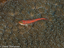 %_tempFileName2012-07-06_1_Pura_Island_Board_Room%20(27)%
