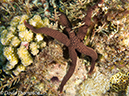 %_tempFileName2012-07-06_1_Pura_Island_Board_Room%20(33)%