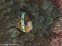 %_tempFileName2012-07-06_1_Pura_Island_Board_Room%20(7)%