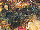 %_tempFileName2012-07-06_3_Buaya_Island_Croodile_Cave%20(23)%